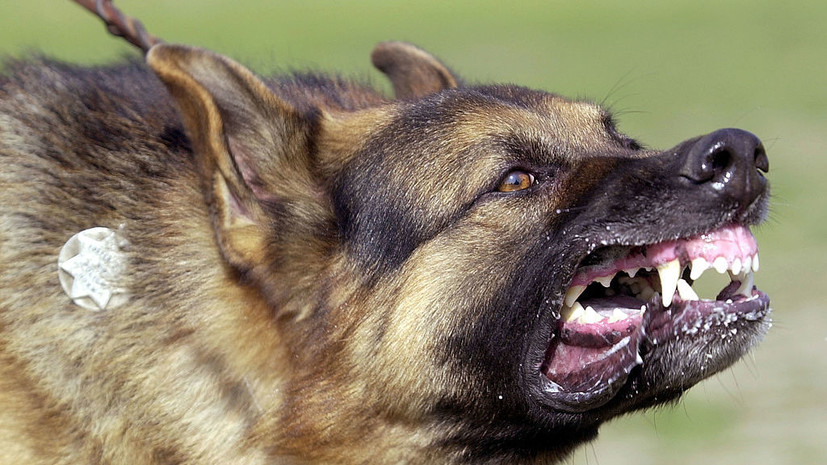 В Крыму завели дело по факту нападения собаки на ребёнка