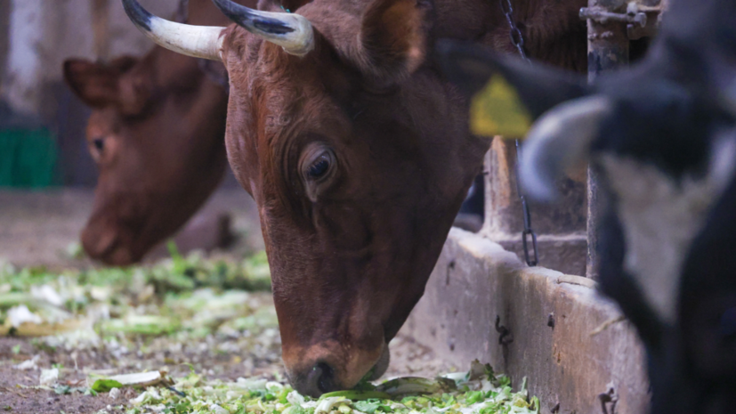 В Подмосковье направят 7,8 млрд рублей на поддержку сельского хозяйства в 2025 году