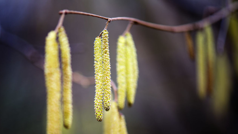 Аллерголог Галяс предупредила о начале цветения вызывающих поллиноз растений