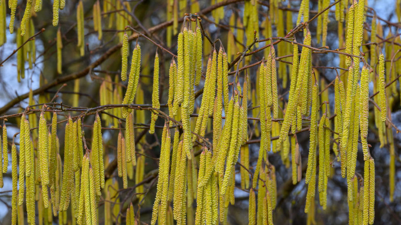 Врач Малиновская: в столичном регионе начался сезон аллергии на пыльцу