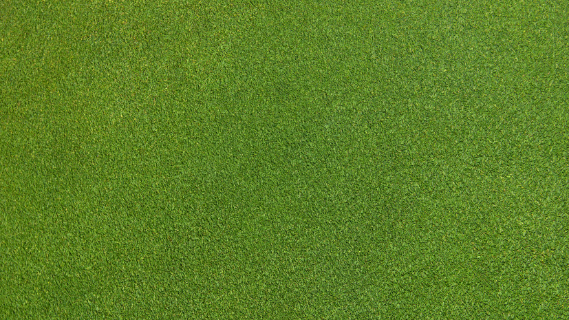 В Союзе садоводов рассказали, как разбить газон на даче