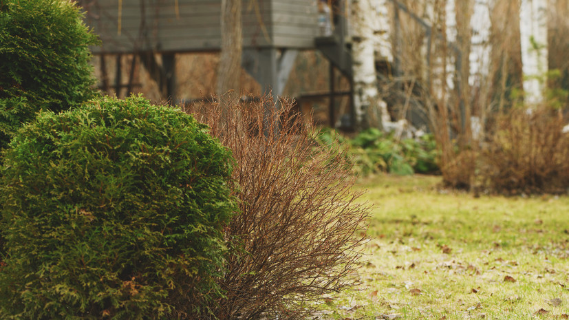 Агроном Воробьёв: деревья и крупные кустарники рядом с домом лучше не сажать
