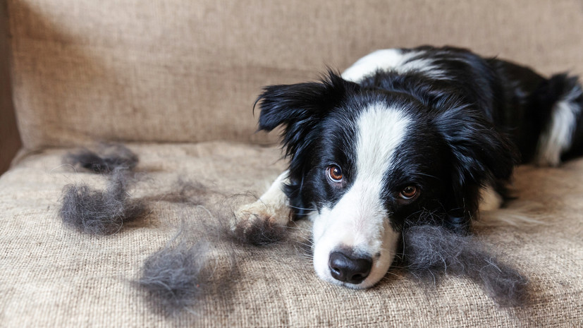 Ветеринар Шеляков назвал сезонную линьку нормальным явлением
