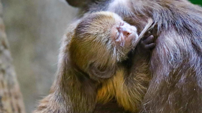 В Московском зоопарке появился детёныш капуцина плаксы
