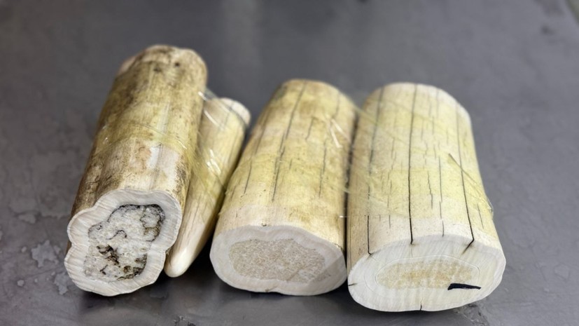 Таможенники Читы пресекли контрабанду бивней моржа в Китай