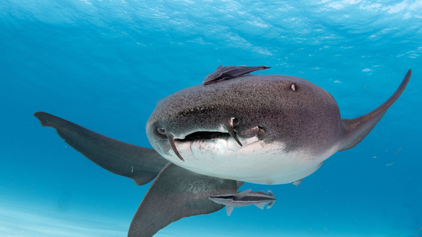 Биолог Орлов — о нападении акулы-няньки на россиянку: они вообще безобидные