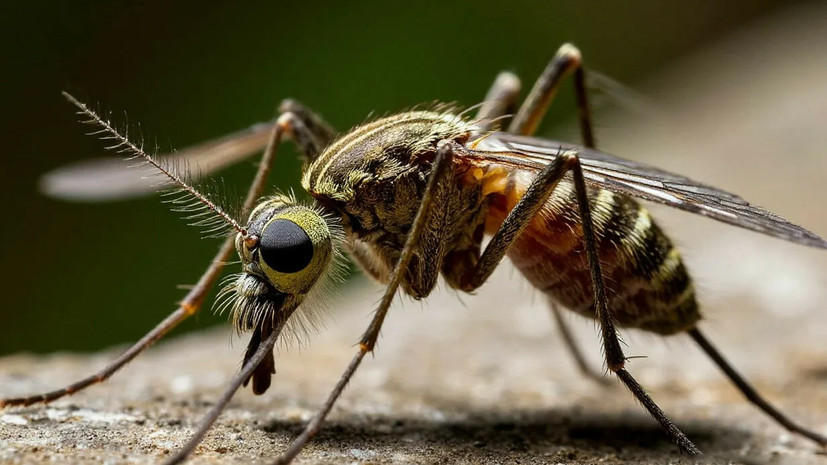 Специалист Марьинский спрогнозировал появление комаров в Центральной России в мае