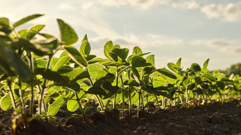 Агроном Чусов дал советы по подготовке земли к посадке растений