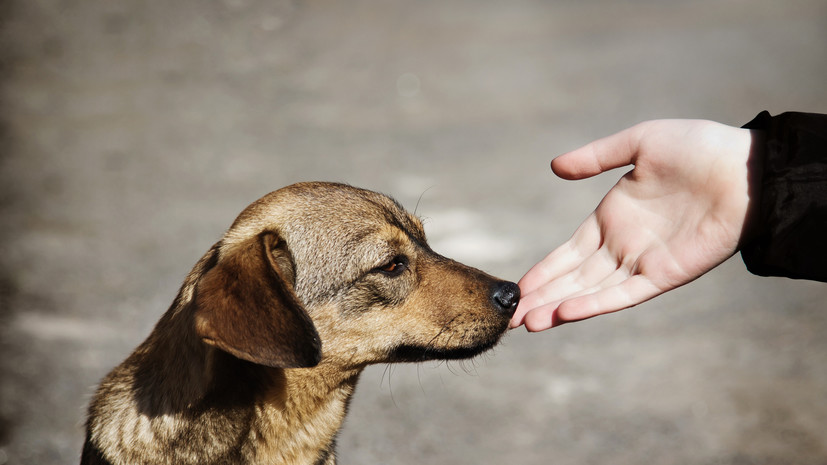 Ветеринар Леонова назвала мифом утверждение о крепком иммунитете бездомных животных