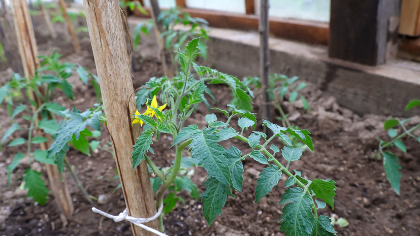 Биолог Воробьёв посоветовал высаживать рассаду помидоров в теплицу после заморозков