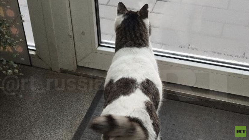 В Крыму спасшая кошку Мусю после падения со скалы ветврач оставила её себе