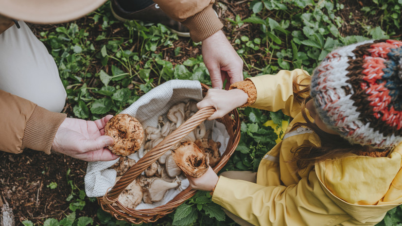 Миколог Комиссаров посоветовал не собирать неизвестные грибы