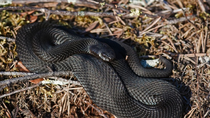 «Главную опасность представляет аллергическая реакция»: врач — о первой помощи при укусах змей и мерах предосторожности