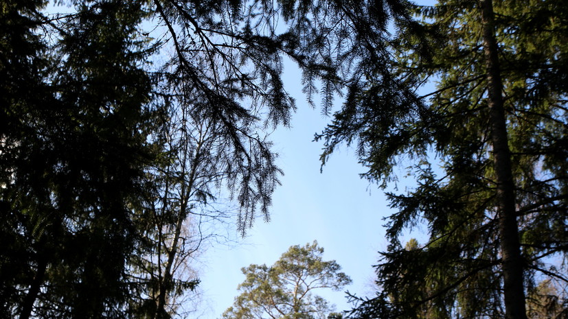 Запрет на посещение лесов продлили в Курганской области до 23 мая