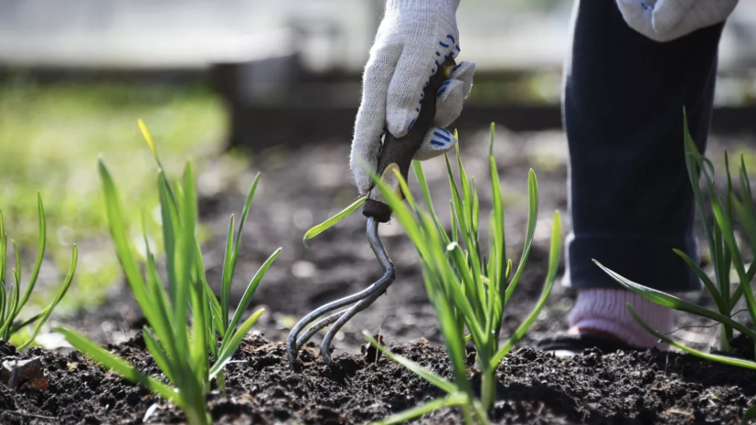 Врач Ткачёва посоветовала пожилым не перегружать себя нагрузками на даче