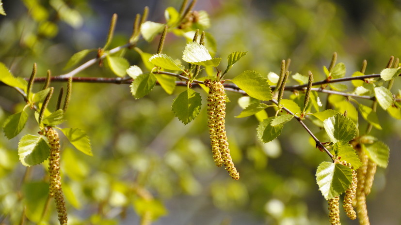 В АТОР рассказали, в каких регионах можно переждать цветение берёзы