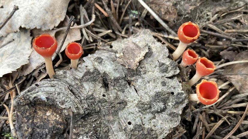 В Челябинской области нашли новый вид грибов