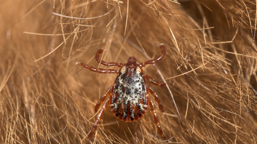 Ветеринар Васильев дал советы по защите кошек и собак от клещей