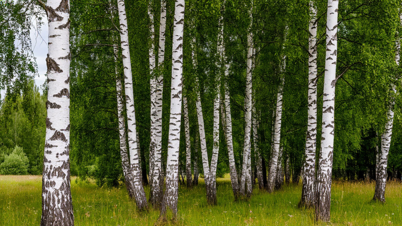 Иммунолог Болибок назвал пыльцу берёзы самым сильным аллергеном в России