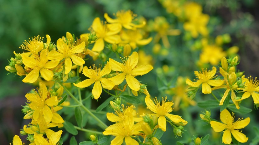 Врач Хайкина: зверобой может снижать эффект многих лекарств