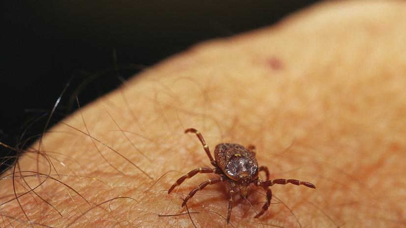 Врач Вознесенский посоветовал пройти антибактериальную терапию при укусе клеща