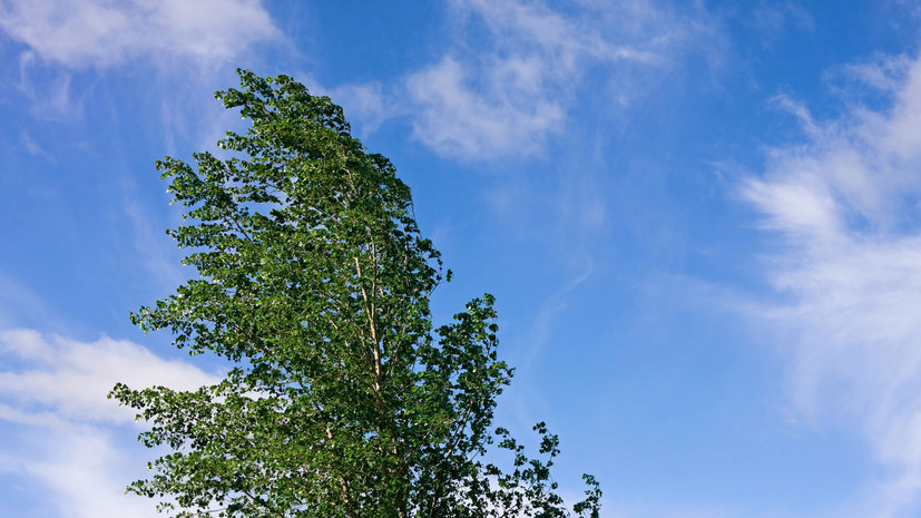 В Пермском крае предупредили об усилении ветра до 18 м/с в ночь на 15 мая