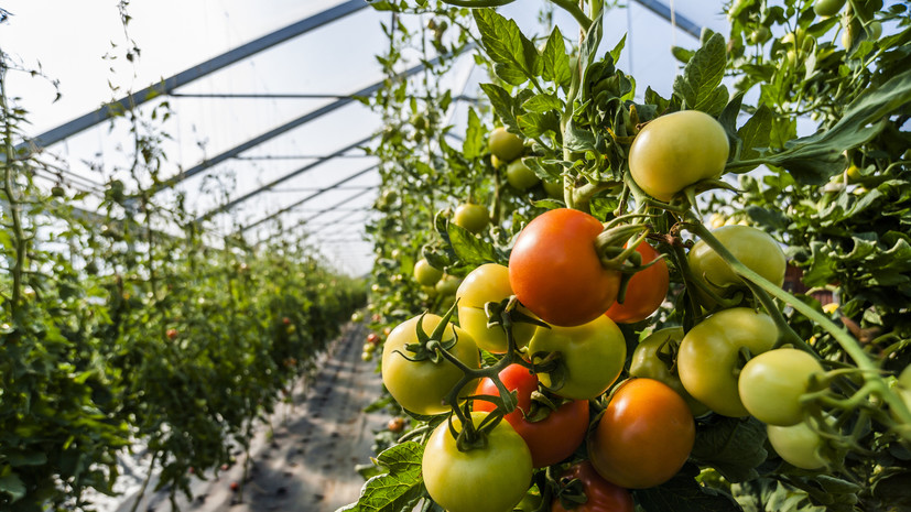 Экономист Лизан: отмена европейских льгот на сельхозпродукцию ослабит позиции Украины