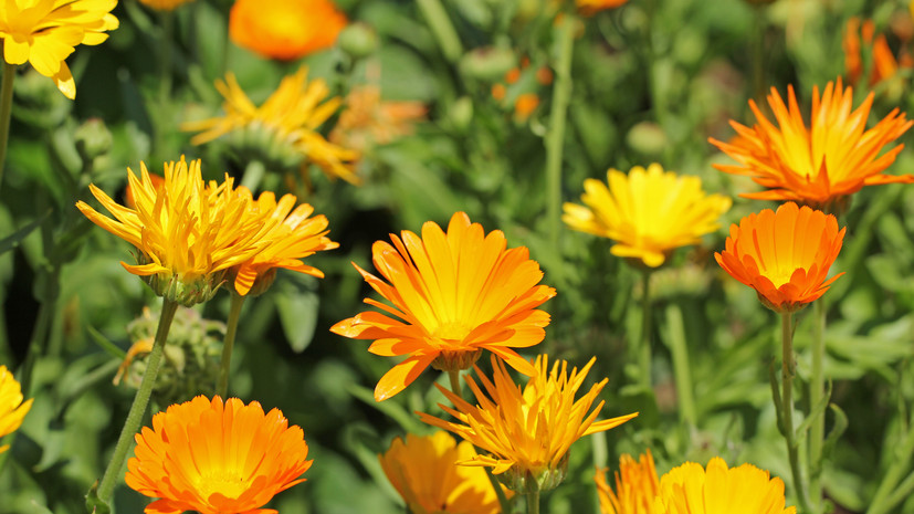 Агроном Дрожжин рассказал, какие растения отпугивают вредителей на огороде