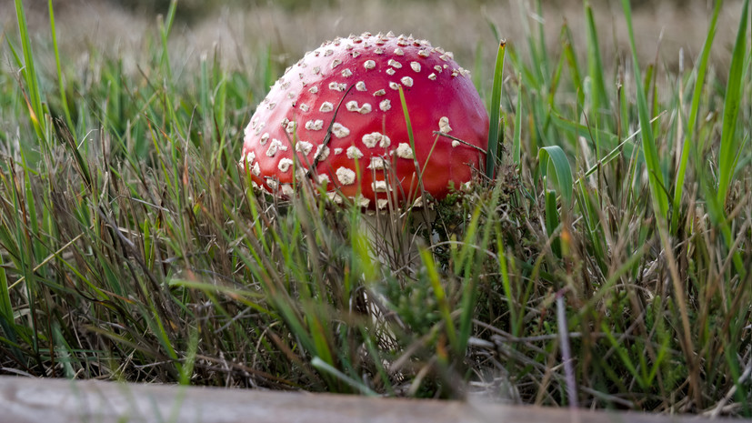 Россиянам назвали грибы, за сбор которых может грозить штраф до 1 млн рублей