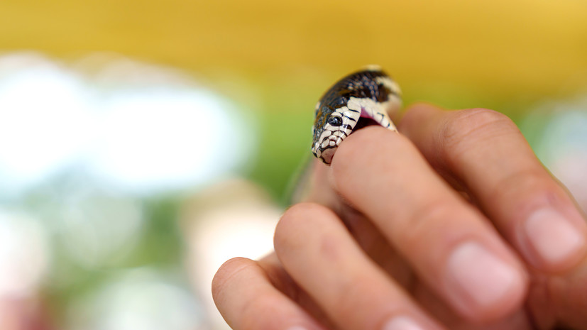 Врач Зубова назвала две чёткие точки от клыков признаком укуса ядовитой змеи