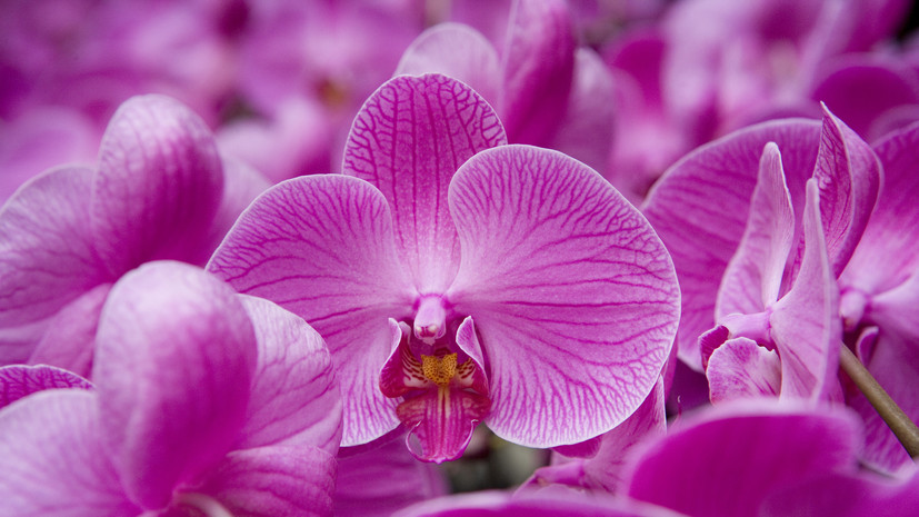 В «Аптекарском огороде» Москвы расцвели редкие орхидеи