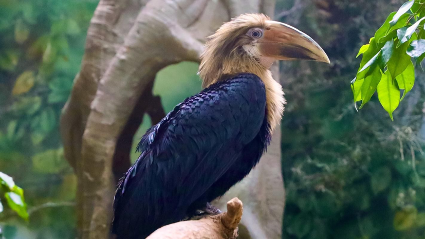 Более 200 тысяч человек выбирали имя для птенца из Московского зоопарка