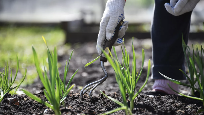 Агроном Ганичкина рассказала, как спасти растения на огороде от жары