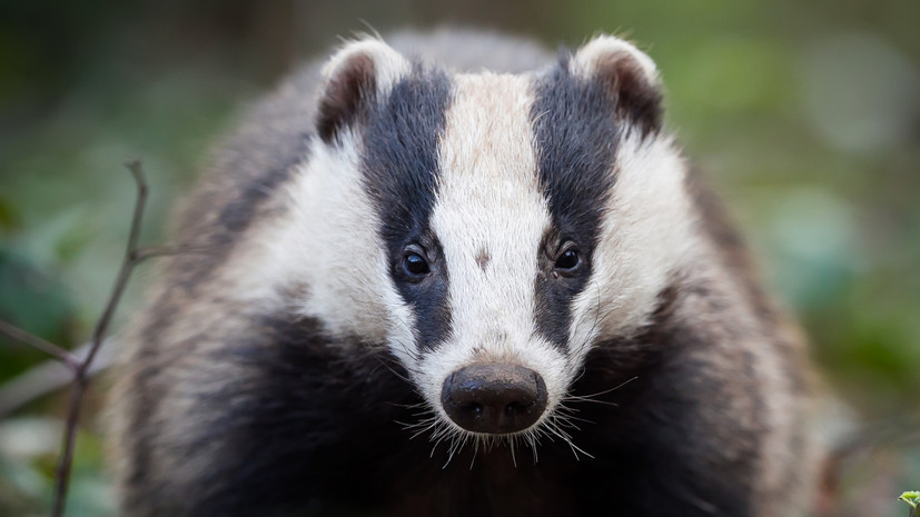 В Москве рассказали о жизни барсуков на зелёных территориях столицы