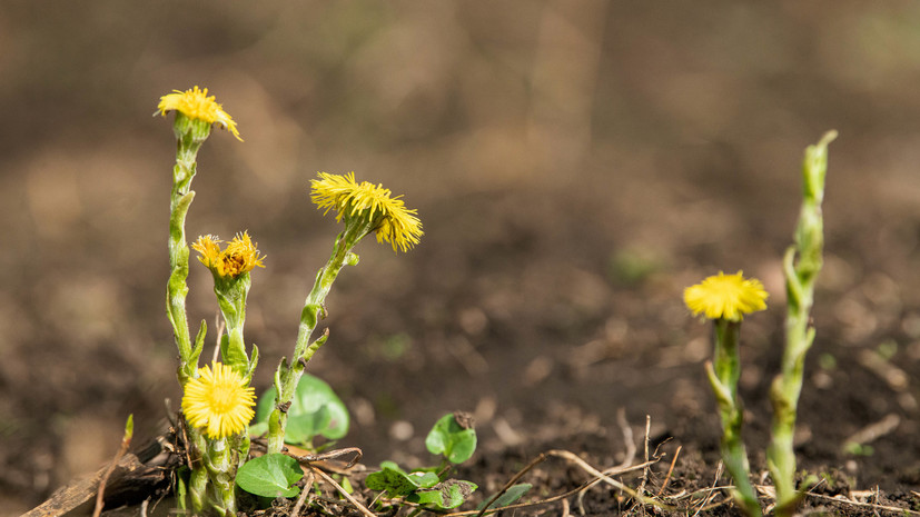 В Москве рассказали о цветущих в конце весны растениях