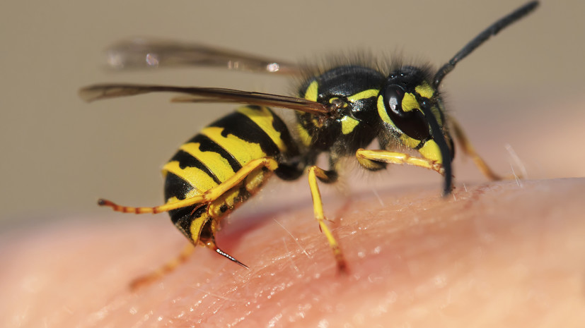 Врач Лишин рассказал о первой помощи в случае укуса осы