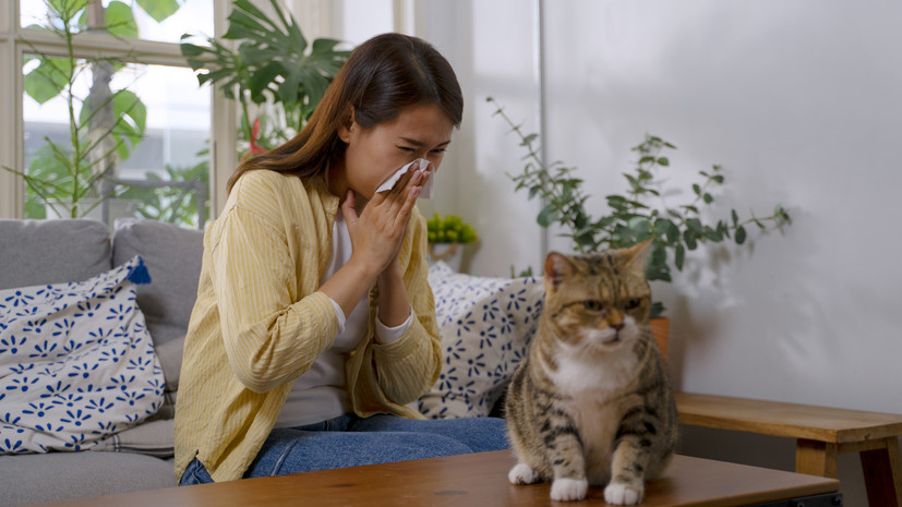 Доцент Карпенко рассказал, что делать при аллергии на кошек