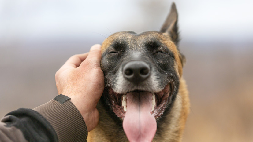 Кинолог Уражевский перечислил самые активные породы собак