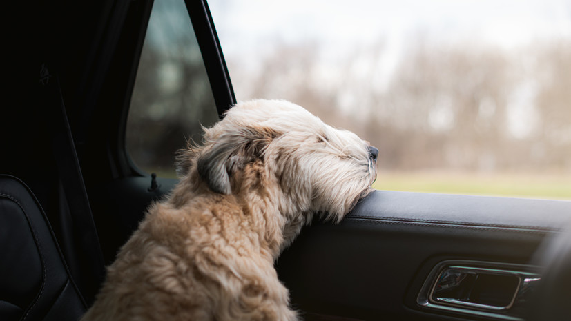 За оставленного в жару питомца в машине может грозить уголовное наказание
