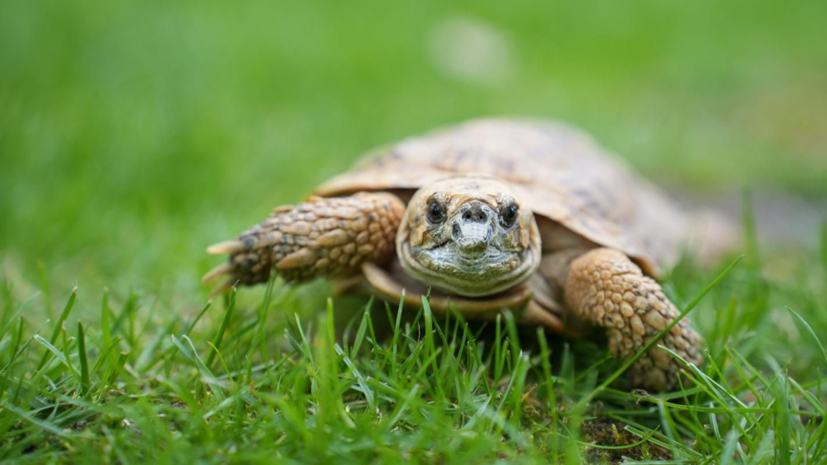 В Московском зоопарке вылупился детёныш эластичной черепахи