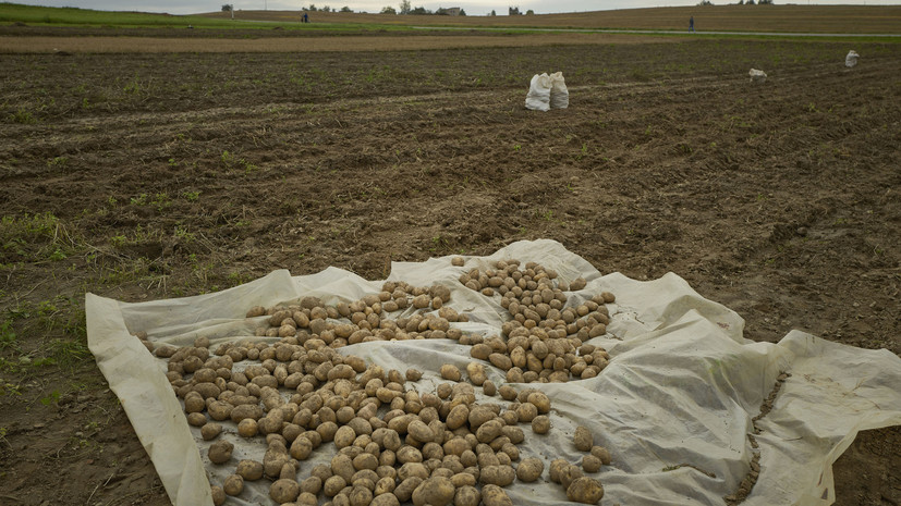 Путина удивил дефицит картофеля в Белоруссии