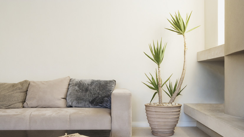 Агроном Воробьёв рассказал об особенностях ухода за комнатными растениями в жару