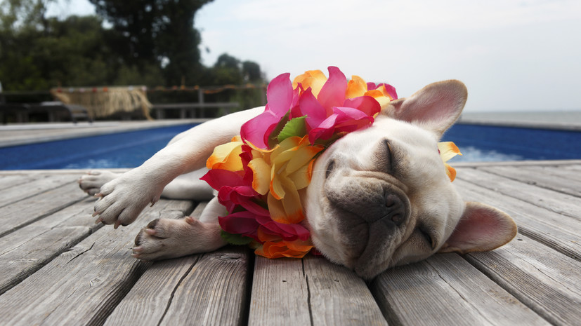 Подмосковные ветеринары рассказали, как организовать летнее путешествие с питомцем