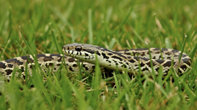 Герпетолог: чтобы не спровоцировать нападение змеи, нужно её не раздражать