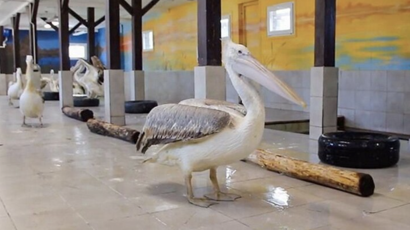 В Московский зоопарк доставили семь краснокнижных пеликанов