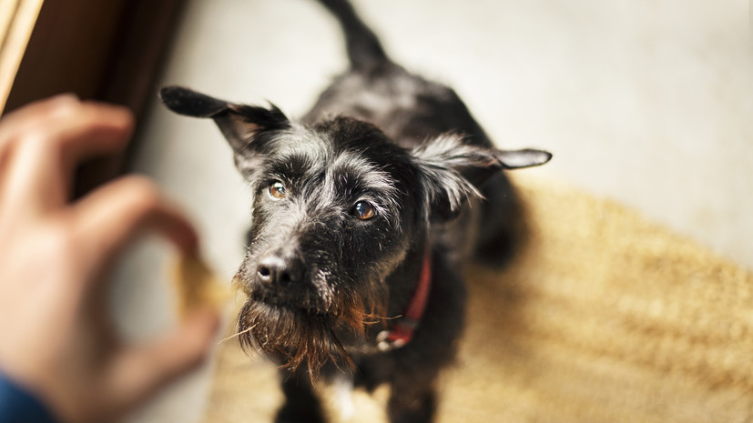 Ветеринар Романовская рассказала об особенностях подбора субпродуктов для собак