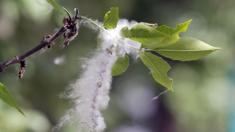 Врач Логинова: тополиный пух не является аллергеном