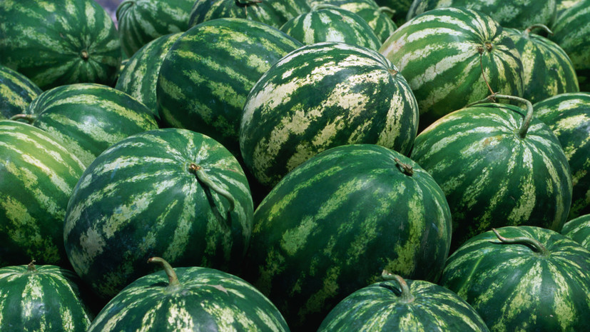 Диетолог Никитина: ранние арбузы могут быть вредны