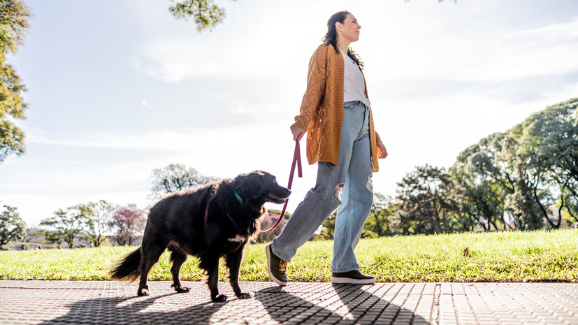 Ветеринар Шеляков посоветовал сократить число прогулок с собакой в жару