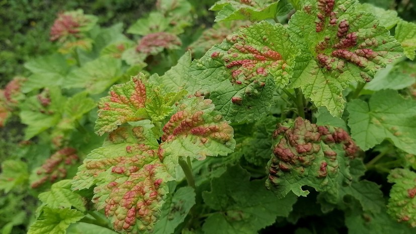 Агроном Михайлова рассказала о причинах появления пятен на листьях смородины